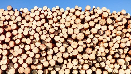 Veřejná konzultace k definici výrobku pro účely nařízení o těžbě dřeva