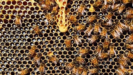 Podpora evropským včelařům by se mohla zvýšit o 50 %