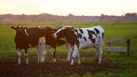 Komise chce vyjednat vyšší kvótu na dovoz amerického hovězího masa