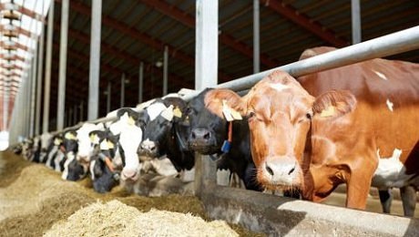 EU představila první Strategii pro živočišnou výrobu a Akční plán pro bílkoviny